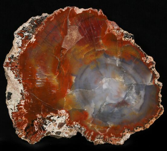 Brilliant Red/Purple Arizona Petrified Wood Slab - #35681